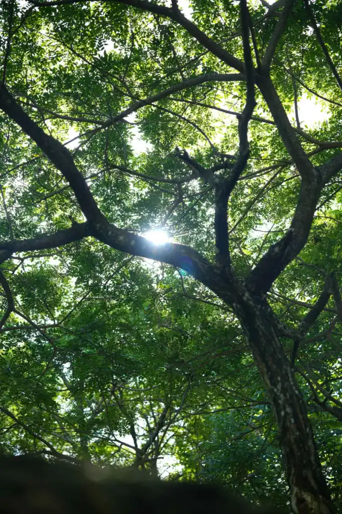 Interwoven throughout the estate are green corridors, pedestrian and bike paths that support recreation and wellness