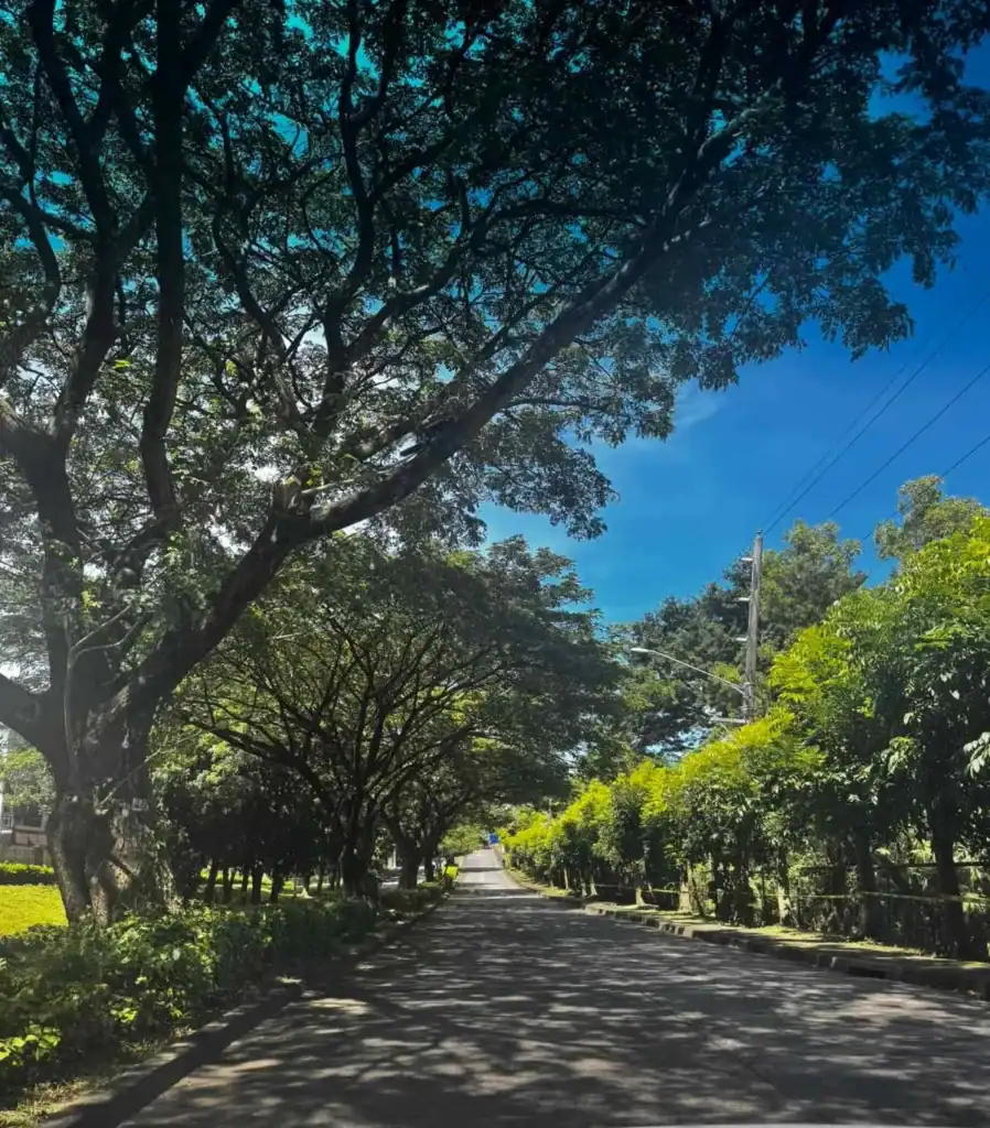 Tree-lined Susana Avenue spine road